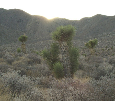 Flora - Tree Cactus2
