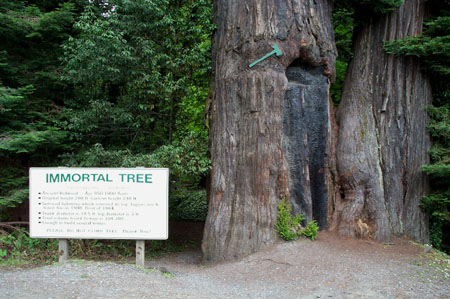 Immortal Tree Bottom