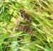 Marsh Butterfly