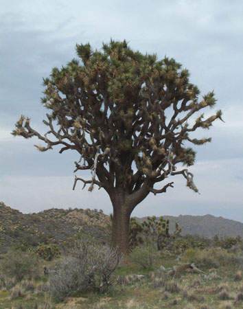 Largest Joshua Tree