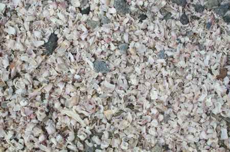 Salton Sea Shells