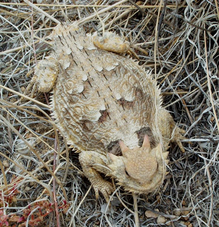Toad on trail 3