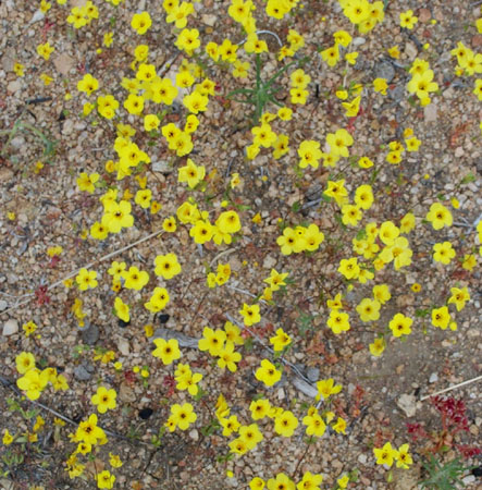 Yellow Flowers 1