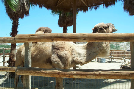 Z Living Desert Camel