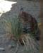 Z Living Desert Bobcat