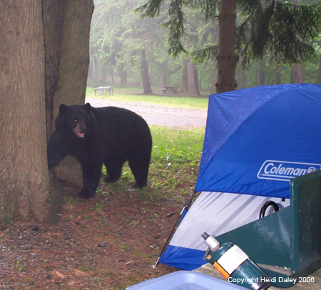 Bear Behind Melissa's Tent