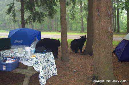 Bears between Melissa's and Heidi's Tent