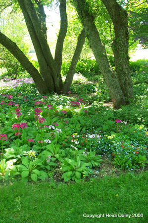 Flower Bed at Birkshire Botanical Garden