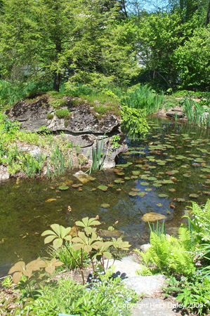 Pond 2 at Birkshire Botanical Garden