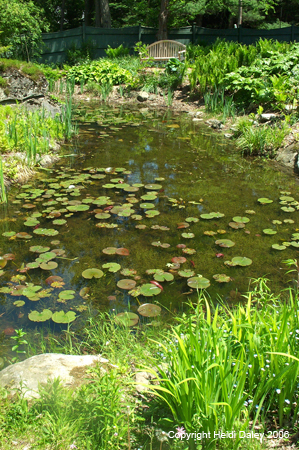 Pond 3 at Birkshire Botanical Garden