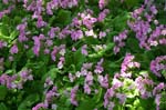 Purple Flowers at Birkshire Botanical Garden