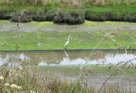 Marsh Bird