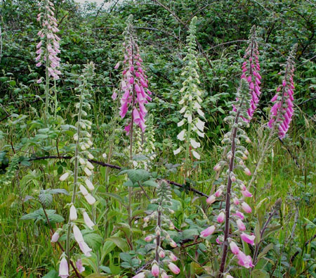 Marsh Foxglove