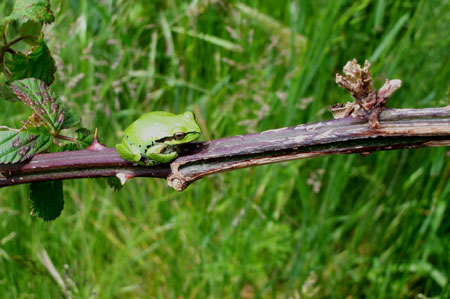 Marsh Frog