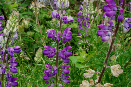 Marsh Lupine