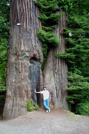 Pete at Immortal Tree