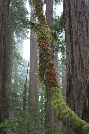 RWNP Moss and Lichen Covered Branch