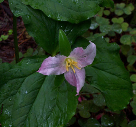 Redwoods National Park Flora 1