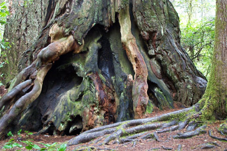 Tree Roots