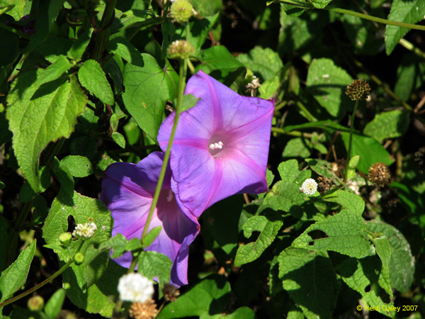 Morning Glory on Boca Chica Road