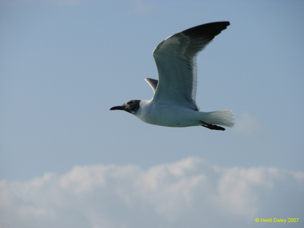 Seagull 2