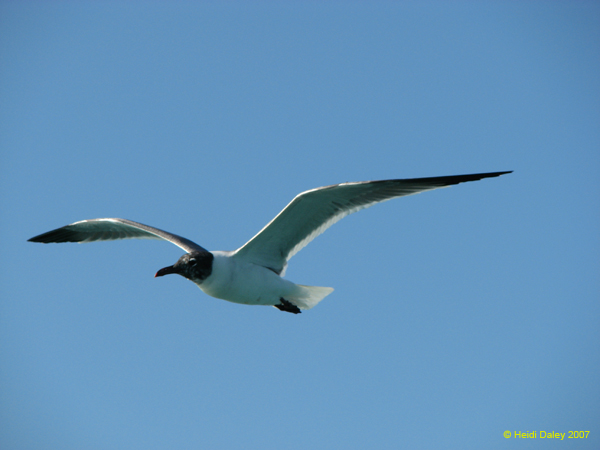 Seagull 3