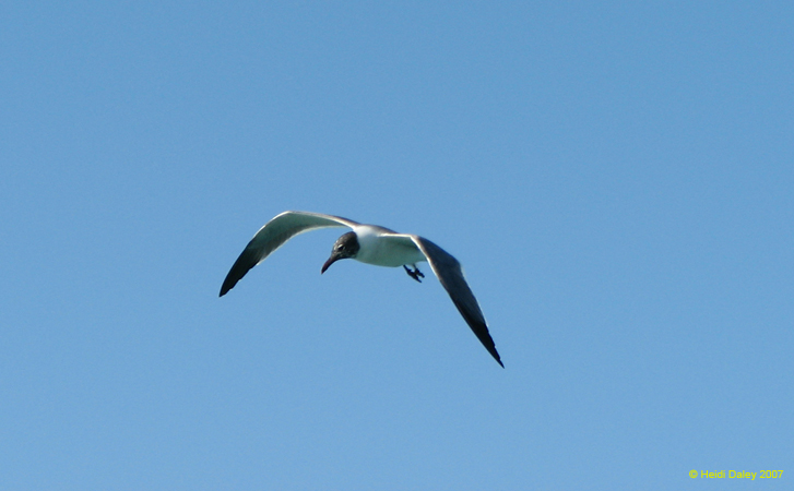 Seagull 5