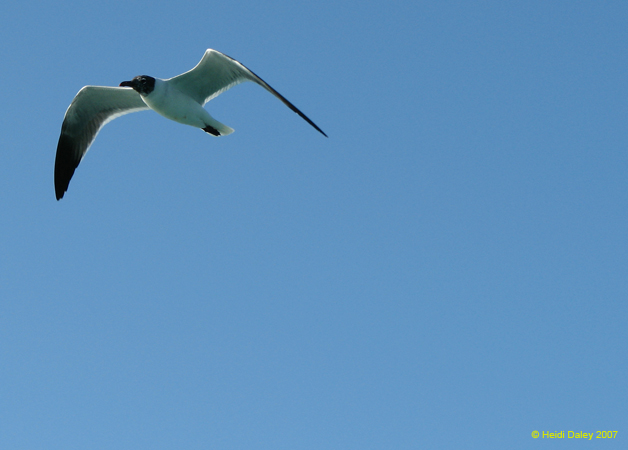 Seagull 6