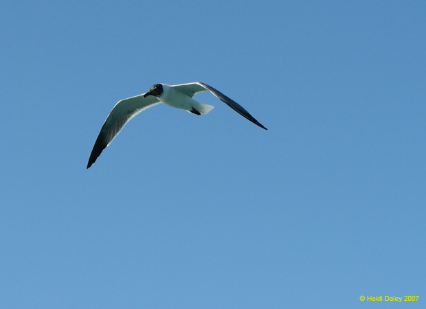 Seagull 7