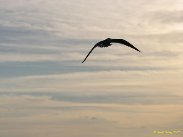 Seagull 8