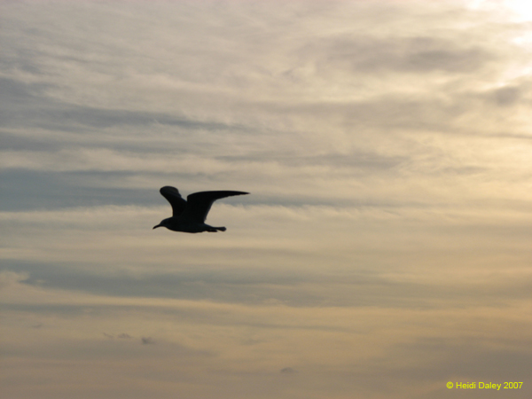 Seagull 9