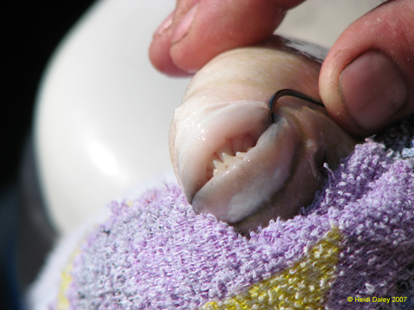 Trigger Fish Teeth