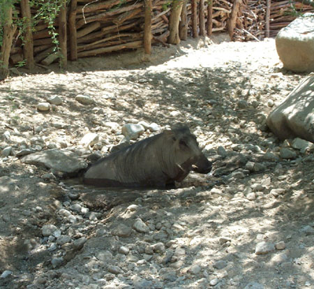 Z Living Desert Warhog