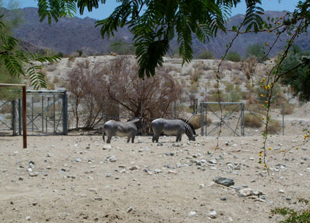 Z Living Desert Zebra