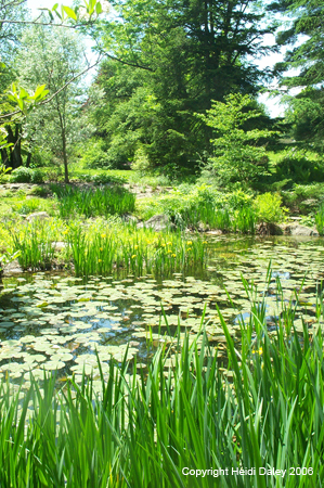 Pond 1 at Birkshire Botanical Garden